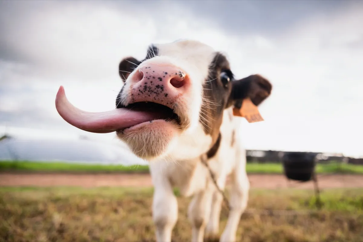 cow with big tongue, cow photos