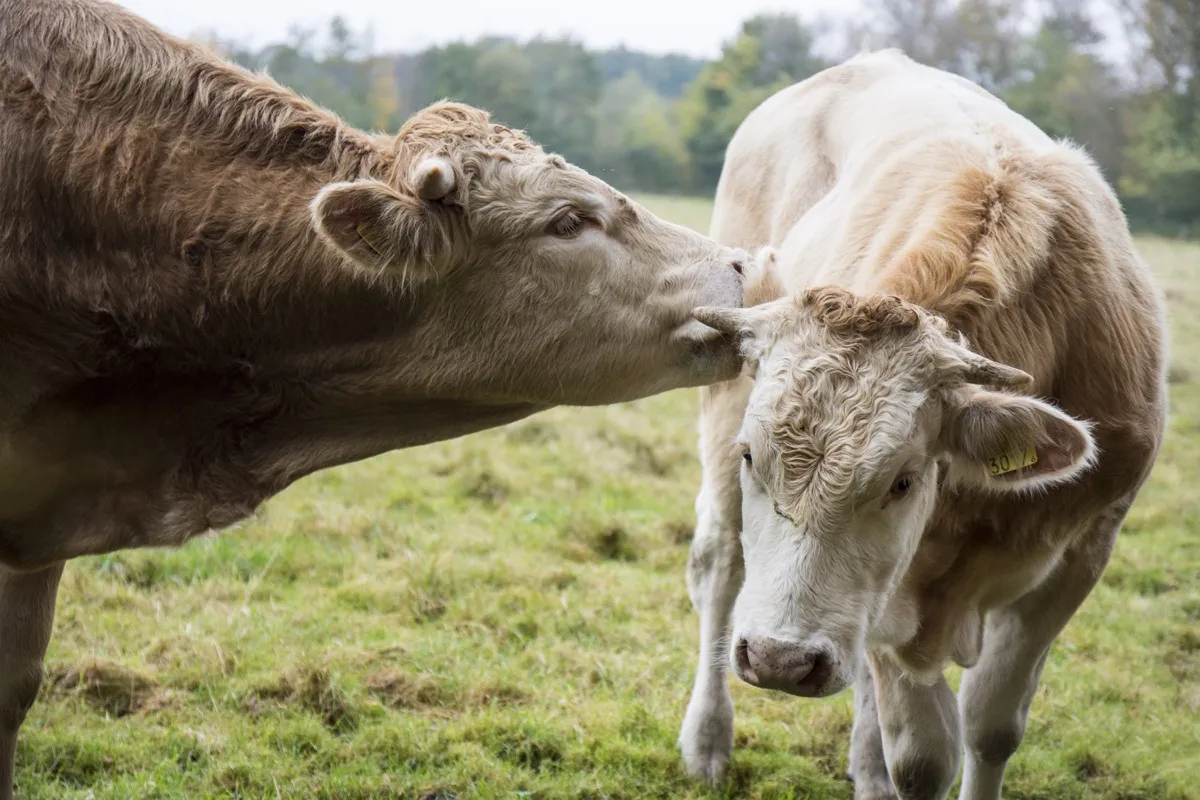 cows giving each other kisses, adorable cows