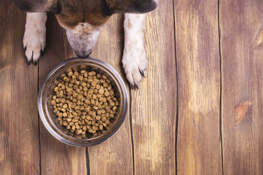 Dog Sitting By a Bowl of Dog Food