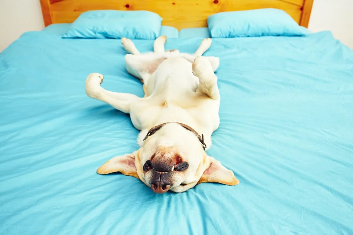 35 Photos of Snoozing Dogs That Will Make Your Heart Melt — Best Life