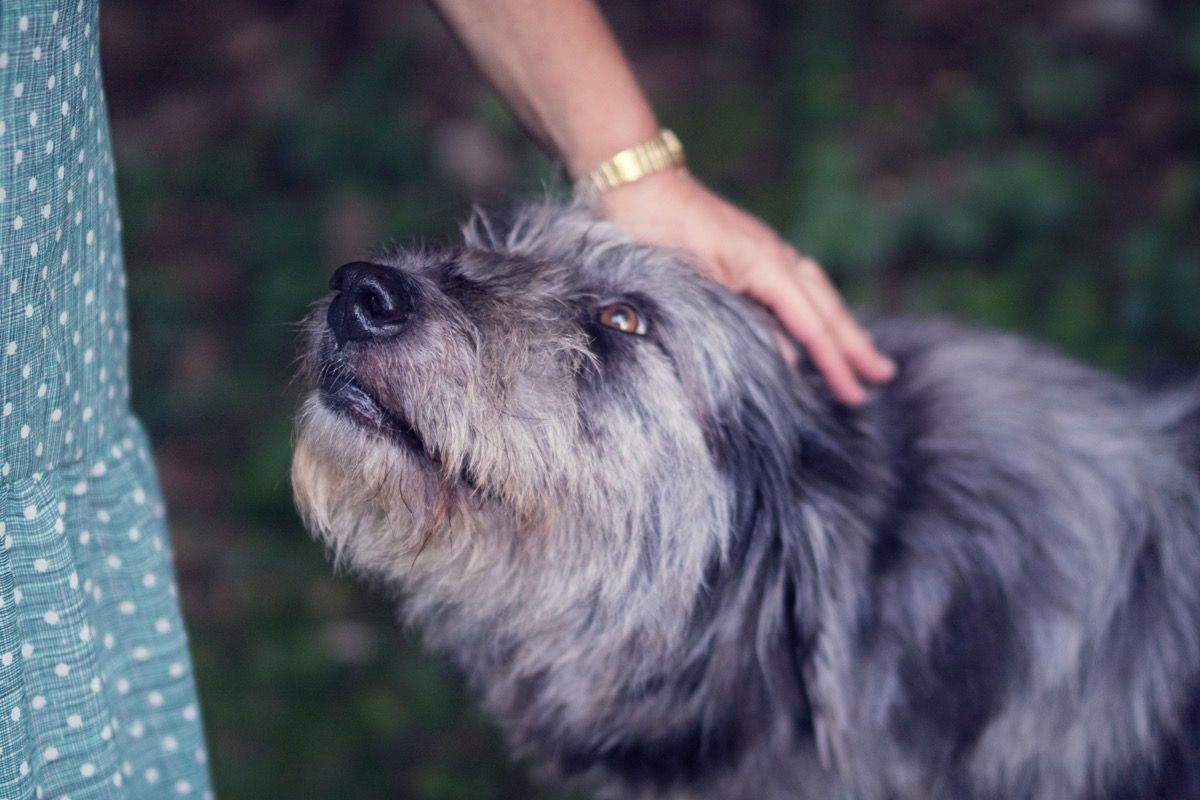 dog smelling owner smart person habits