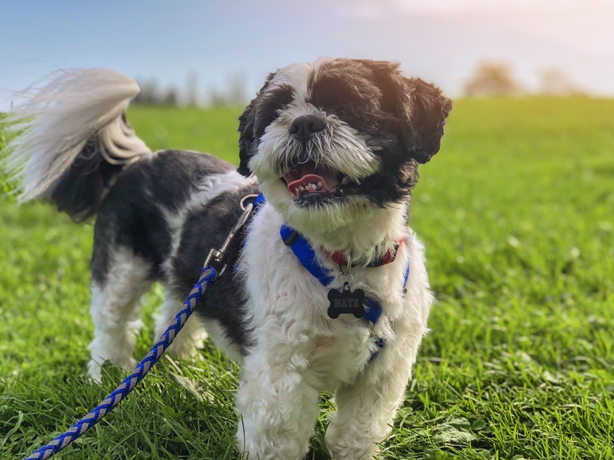 dog walking on leash things you never knew dogs could do