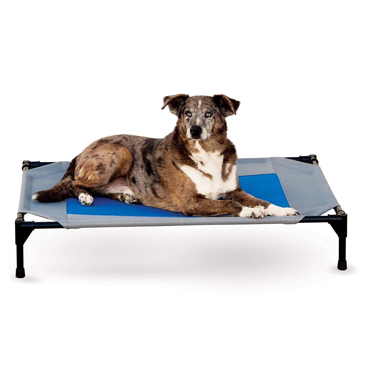 dog lying on elevated pet bed, cooling products