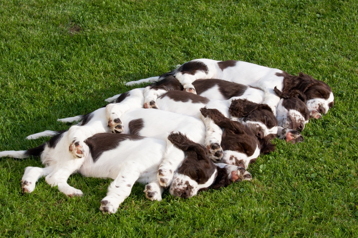 english springer spaniel puppies sleeping in row photos of snoozing dogs