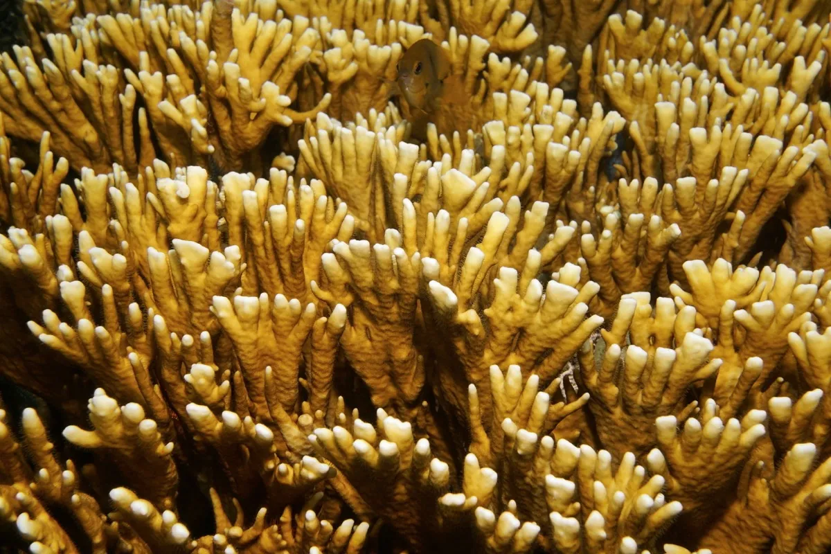 Fire Coral Sea Creatures That Sting