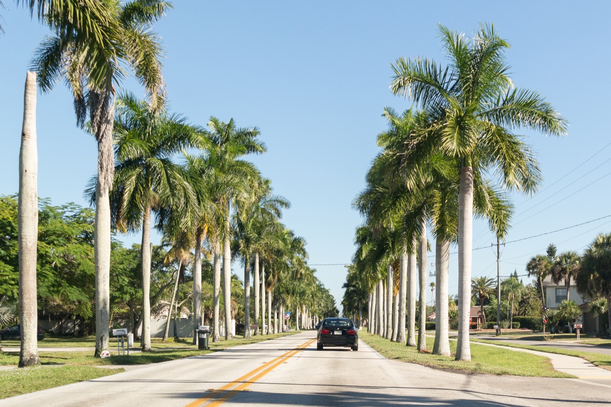 street lined with palm trees