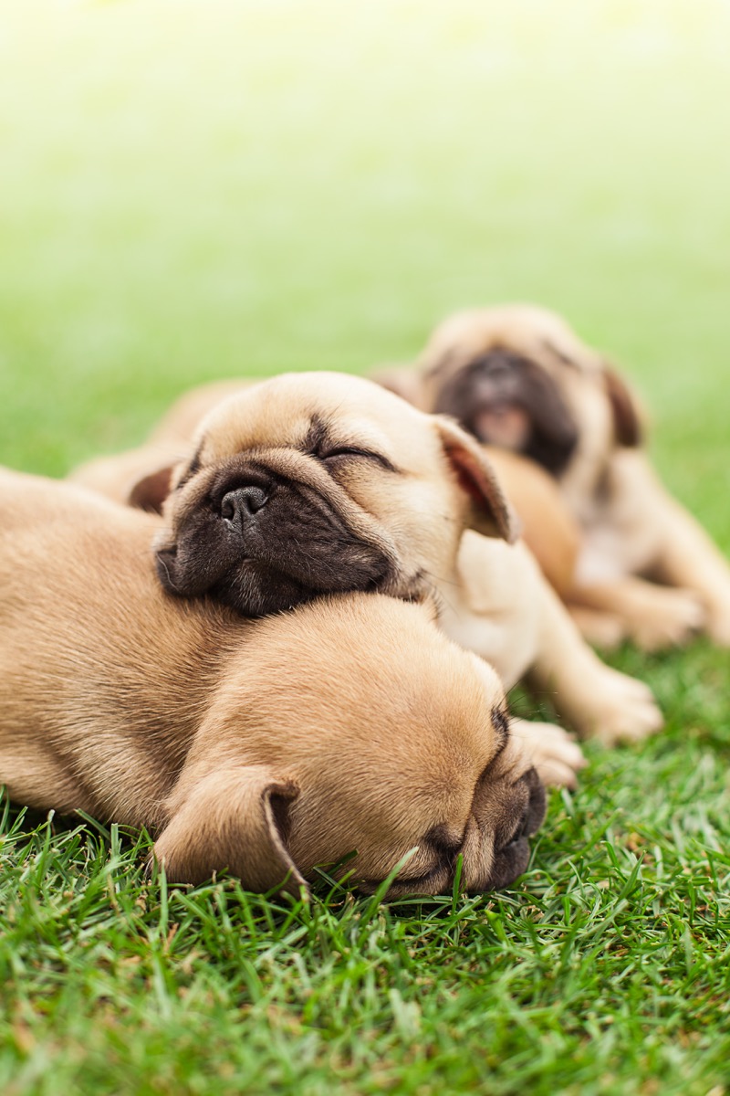 french bulldog puppies sleeping on grass photos of snoozing dogs