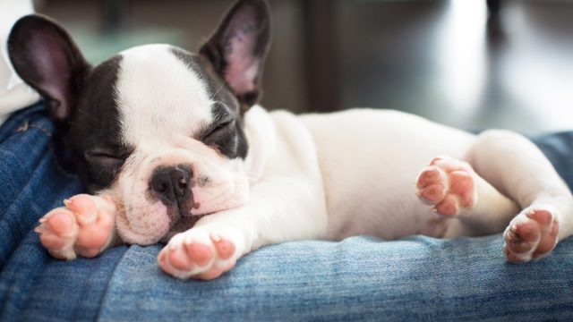 french bulldog puppy sleeping on owner photos of snoozing dogs