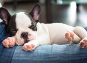 french bulldog puppy sleeping on owner photos of snoozing dogs
