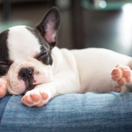 french bulldog puppy sleeping on owner photos of snoozing dogs