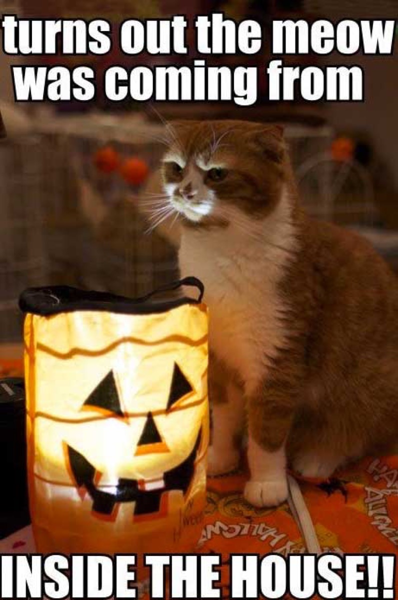 35 Funny Halloween Memes - Best Halloween Joke Images