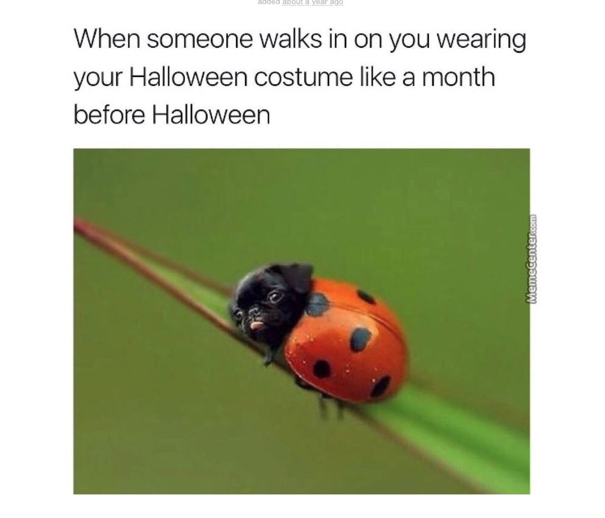 funny halloween meme costume