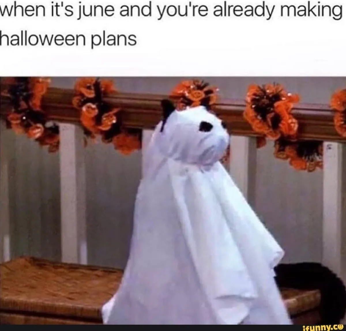 cat in ghost costume, halloween memes