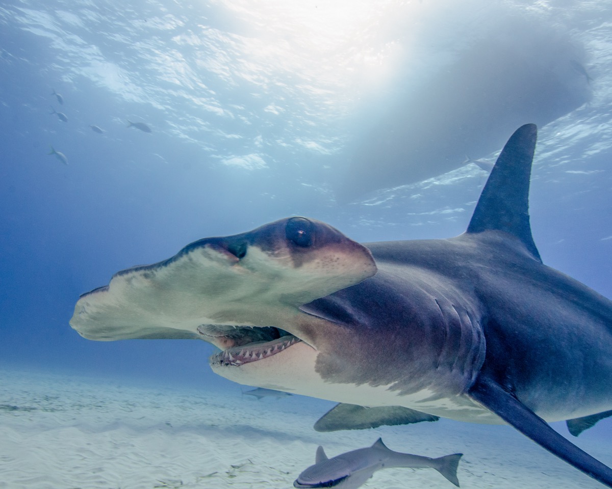55 Amazing Facts About Sharks Best Life 55 Amazing Facts About Sharks Best Life