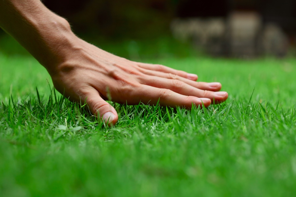 hand touching green grass, perfect lawn tips