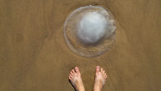Person Encountering a jellyfish on the beach sea creatures that sting