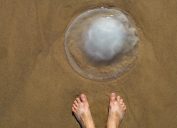 Person Encountering a jellyfish on the beach sea creatures that sting