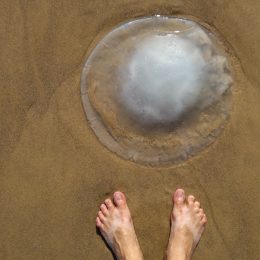 Person Encountering a jellyfish on the beach sea creatures that sting