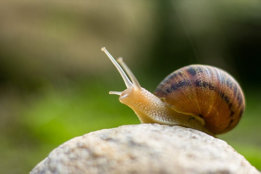 snail crawling on a rock