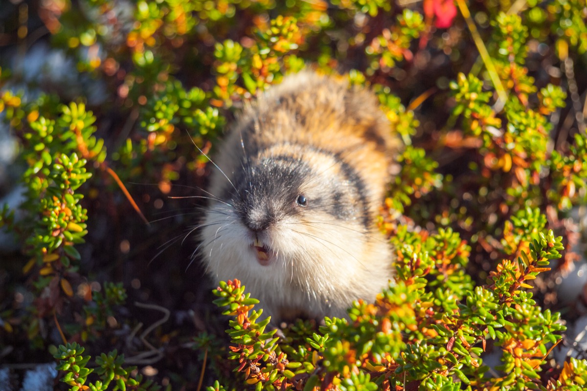 small lemming in plants
