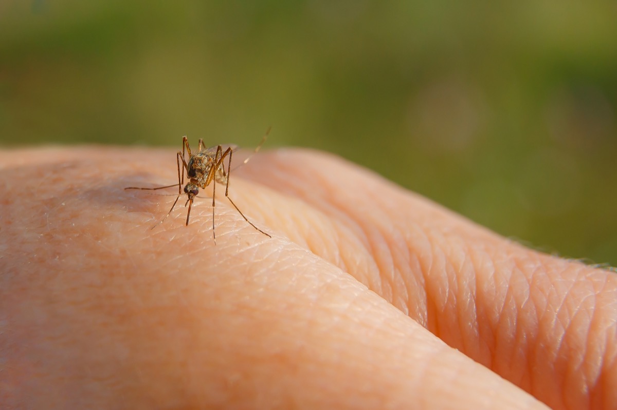 Mosquito on someone's hand