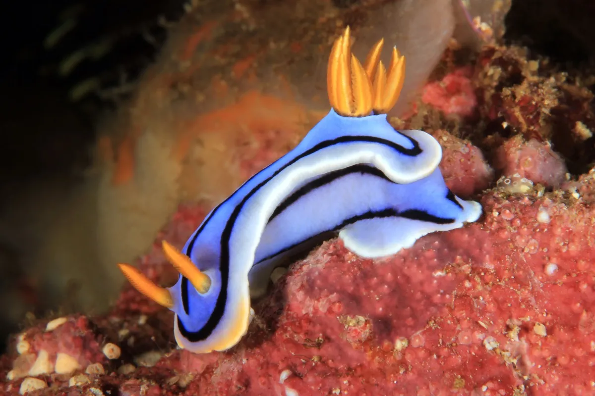 Nudibranch Sea Creatures That Sting