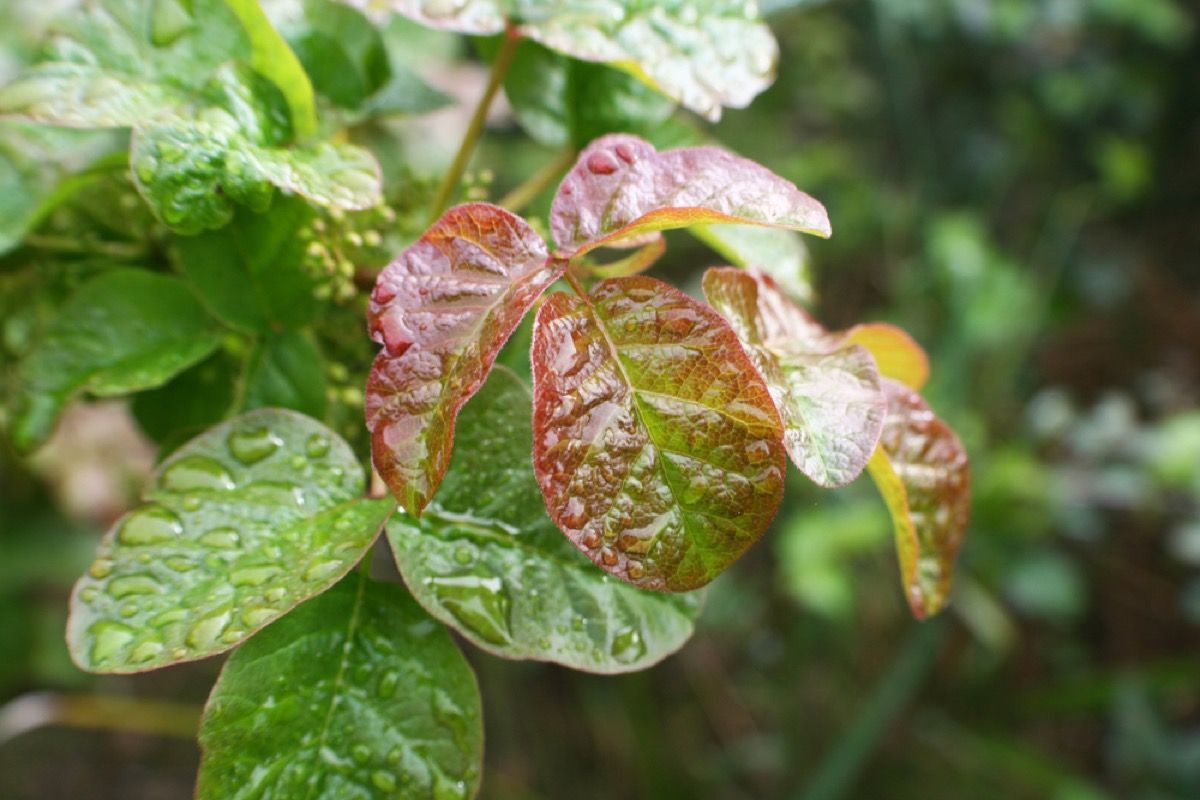 poison oak leaves, backyard dangers