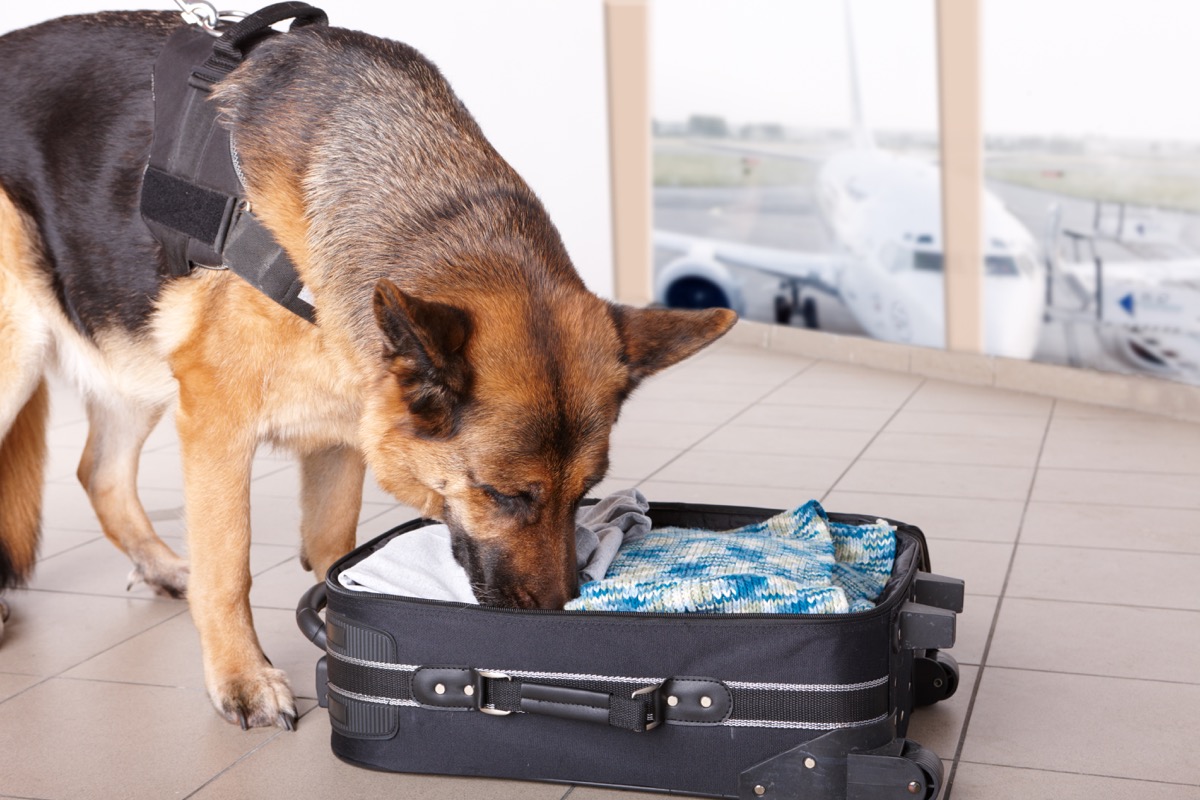 Police Dog Sniffing a Suitcase Police Officer Secrets