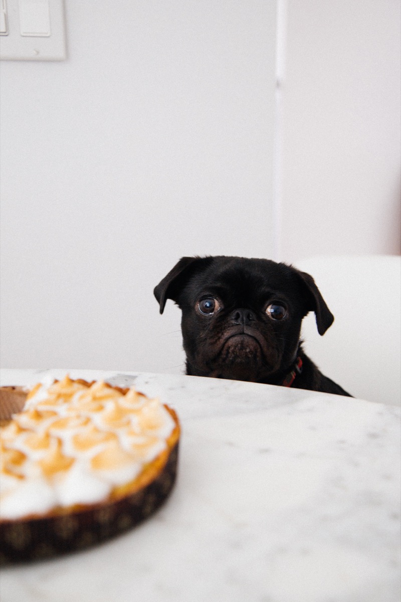 pug looking at pie things you never knew dogs could do