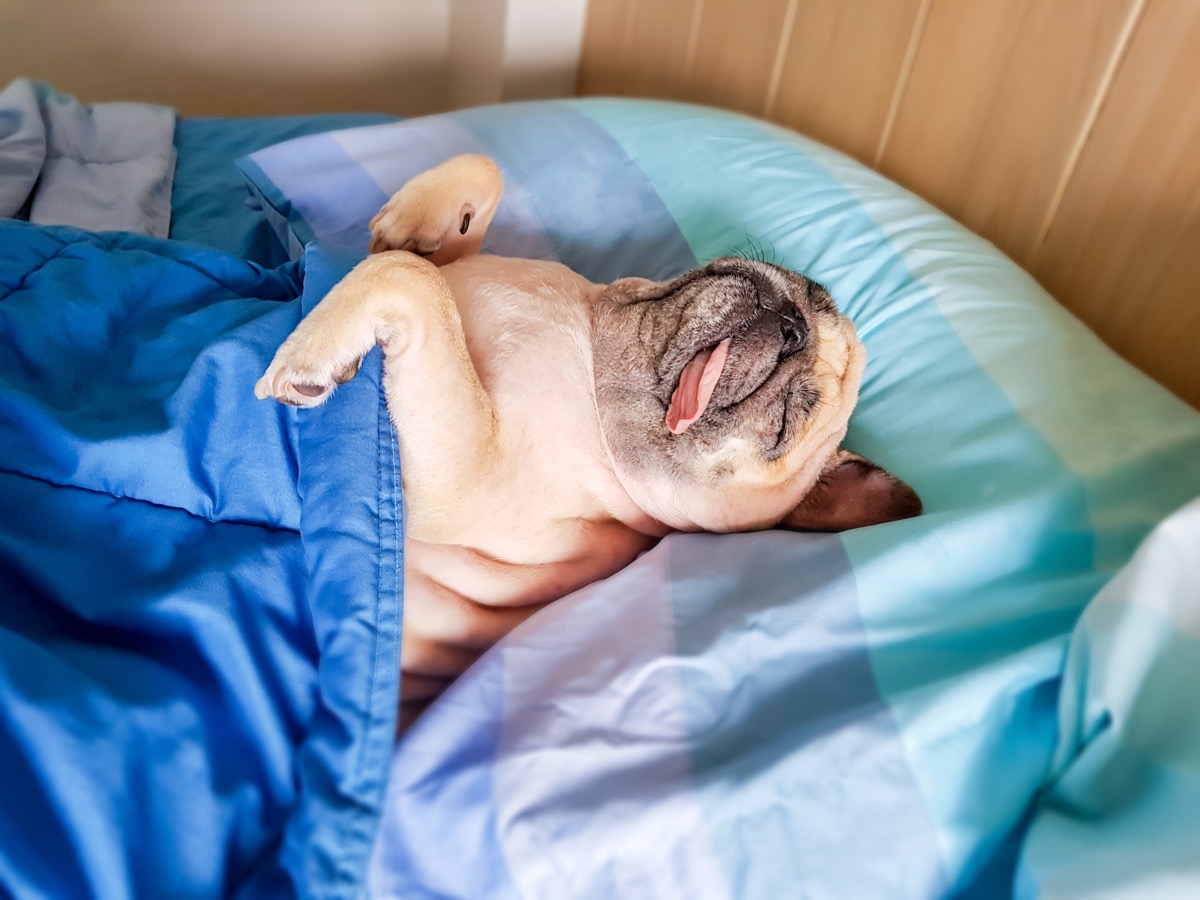sleeping pug in bed photos of snoozing dogs