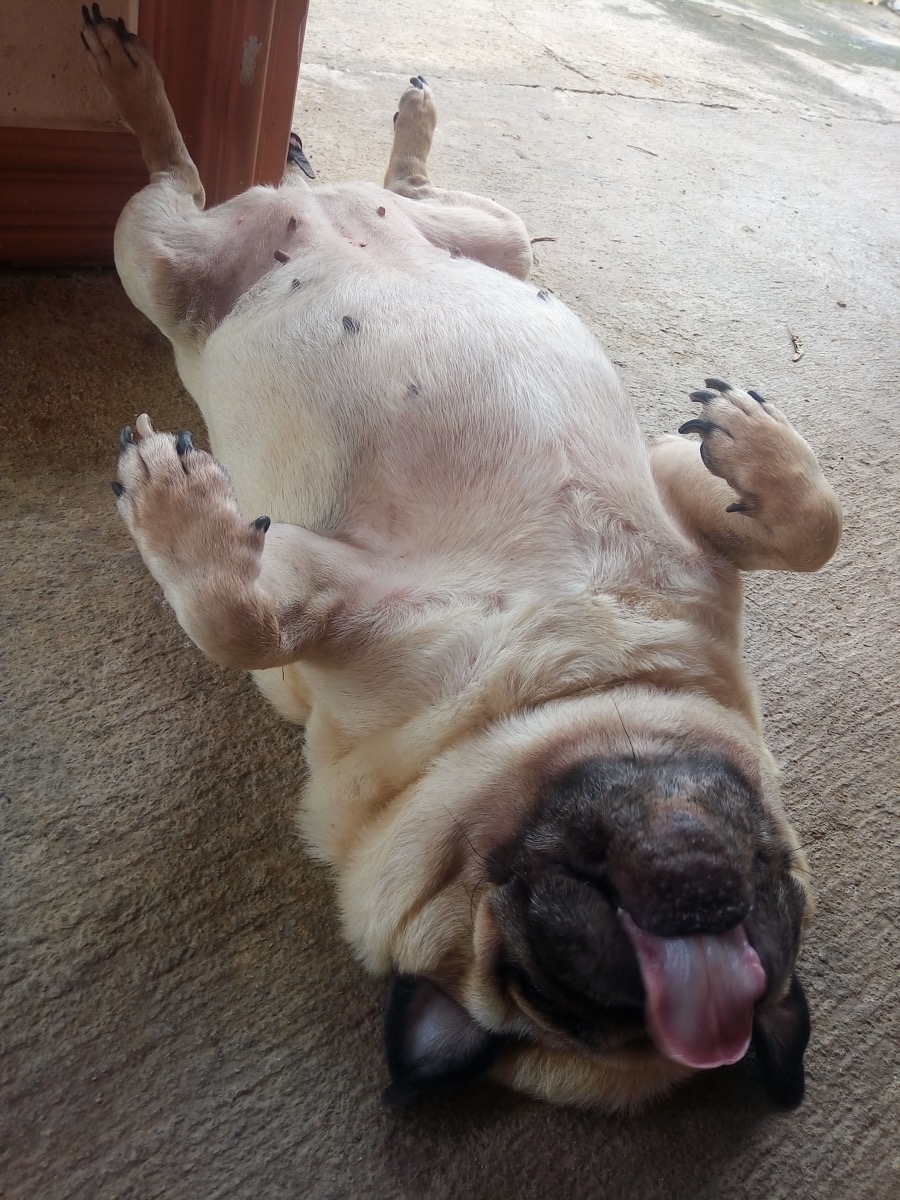 pug sleeping on back with tongue out photos of snoozing dogs
