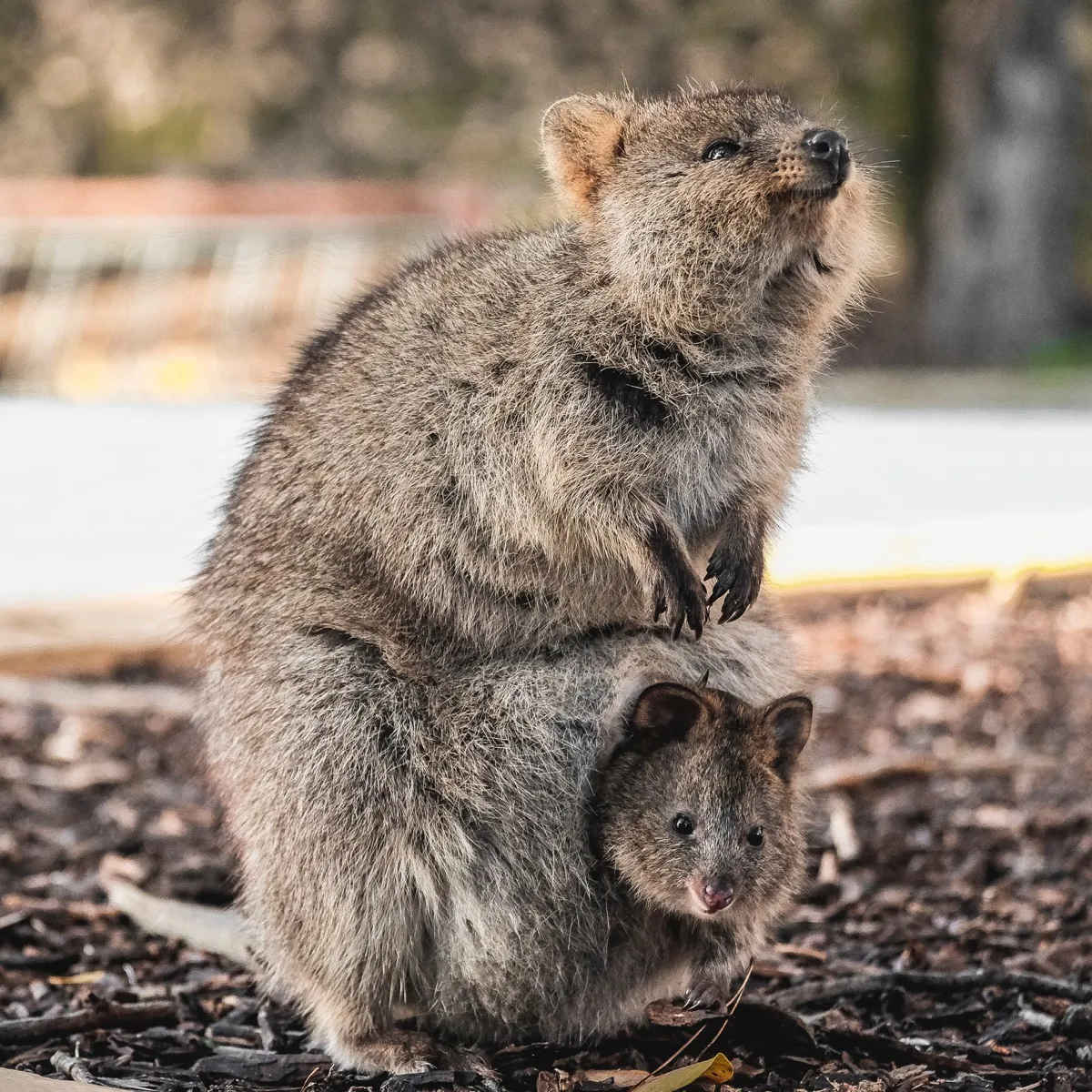 quokka baby in pouch