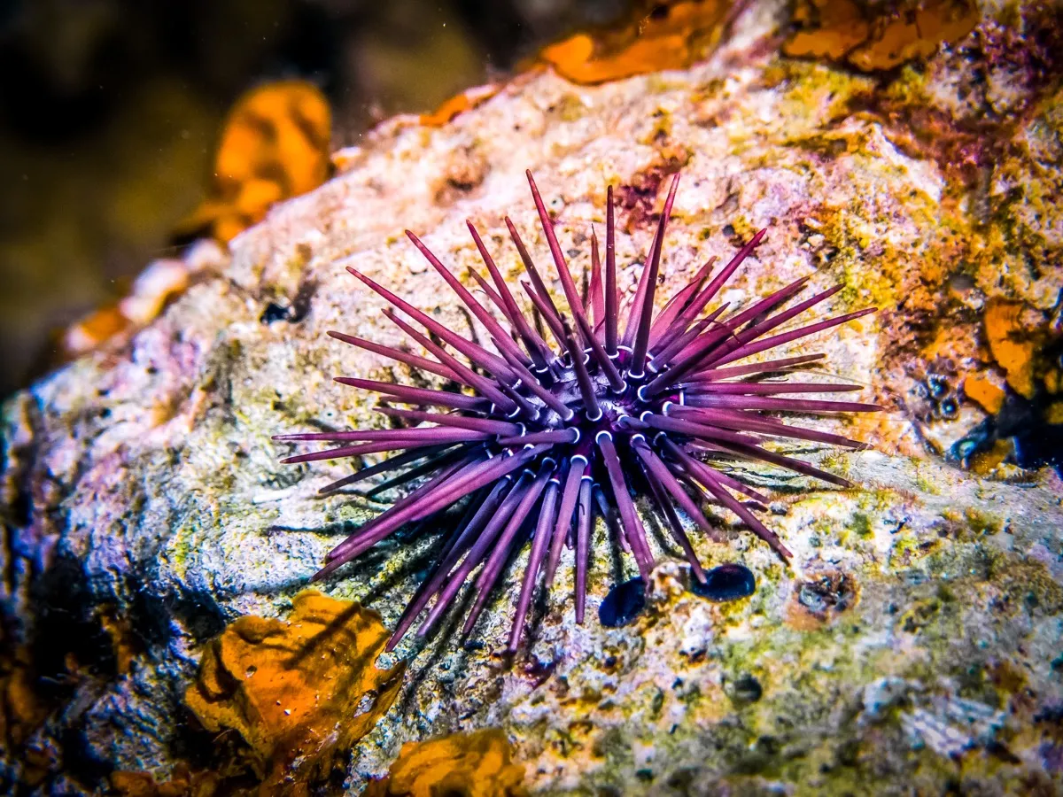 Sea Urchin on a Rock Sea Creatures That Sting