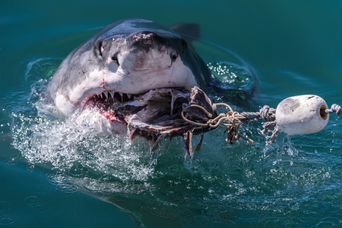 shark eating