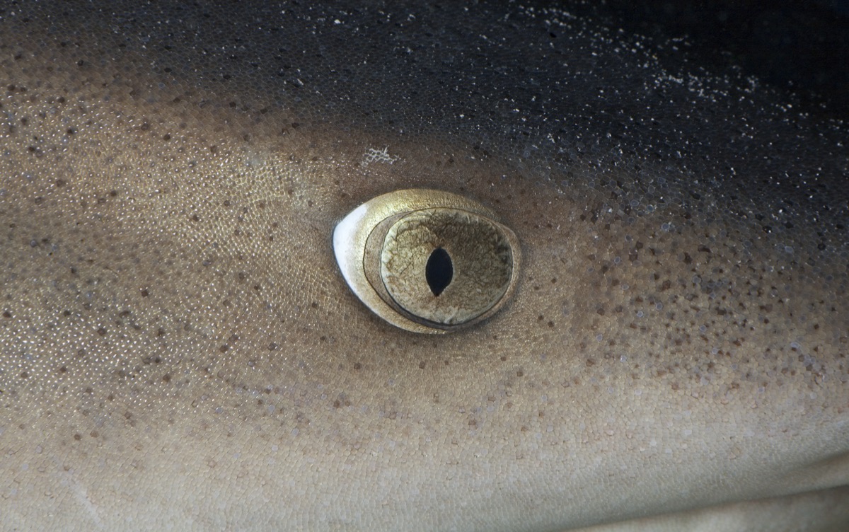 a close up of a sharks eye
