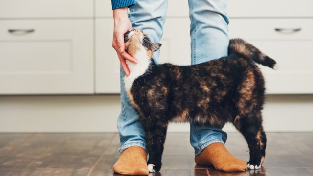 cats take on personality of their owners