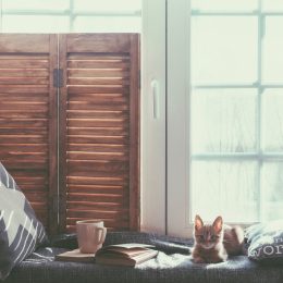 cat cozy by window in house
