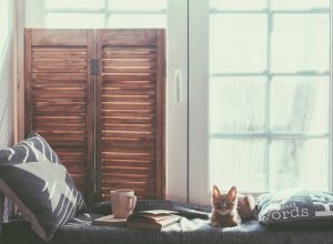 cat cozy by window in house