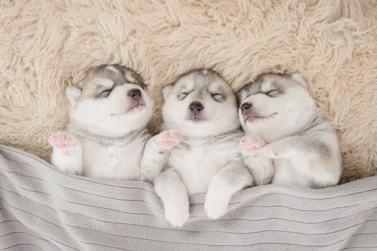siberian husky puppies sleeping photos of snoozing dogs