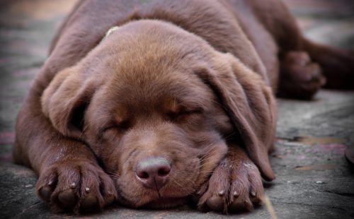 sleeping chocolate labrador puppy photos of snoozing dogs
