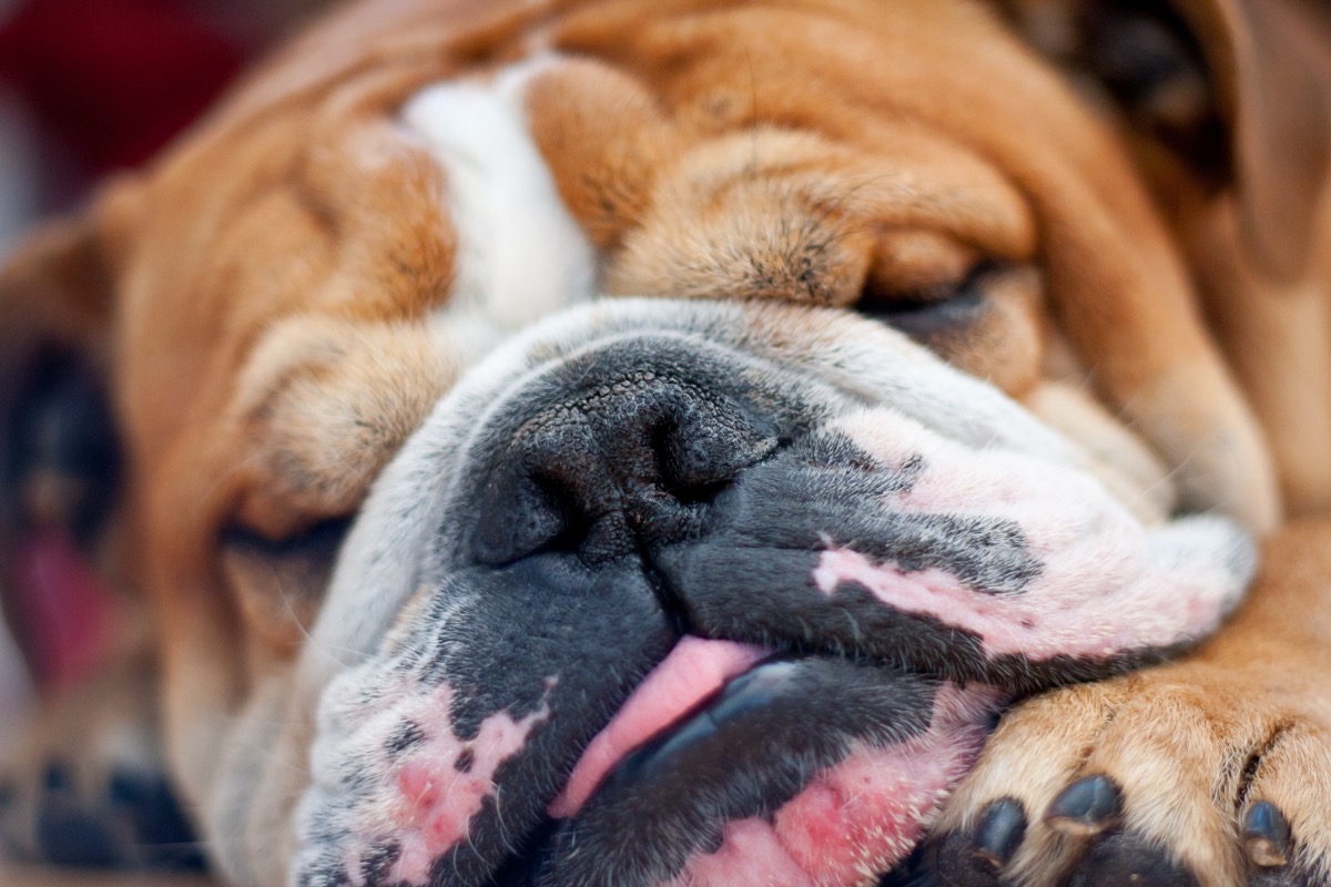 sleeping english bulldog photos of snoozing dogs