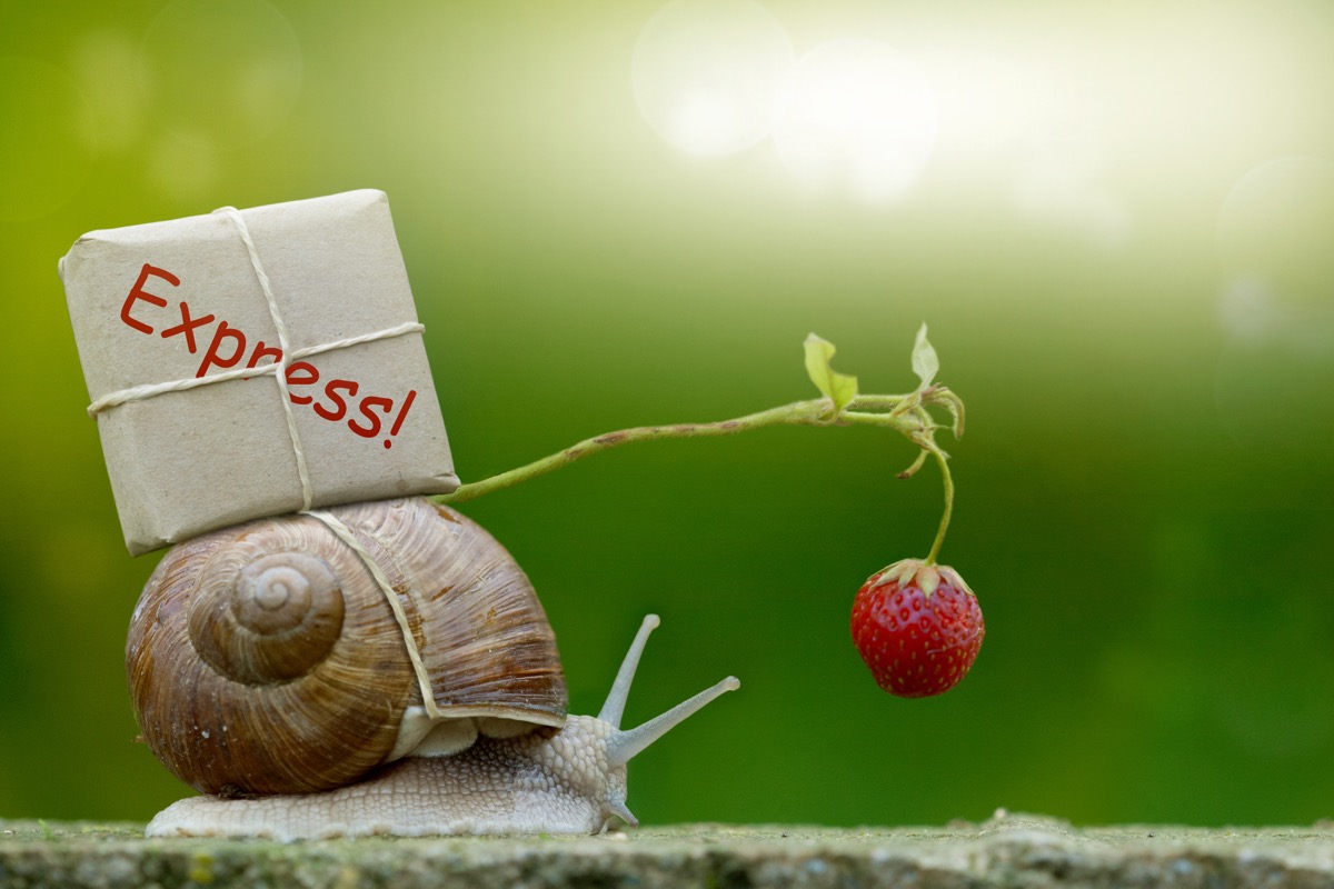 snail carrying mail