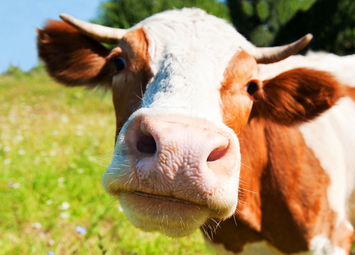 an adorable photo of a cow up-close to the camera, adorable cows