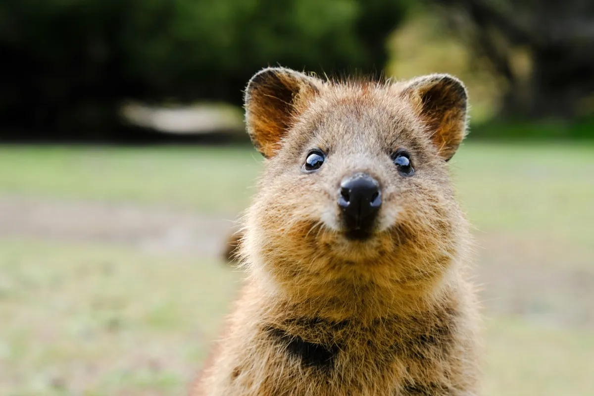 What Is a Quokka? 15 Facts About the "Happiest" Creature on Earth