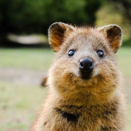 what is a quokka - rottnest island