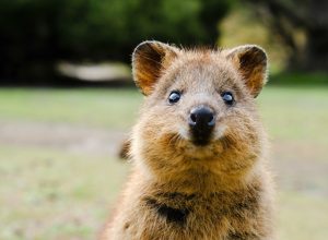 what is a quokka - rottnest island