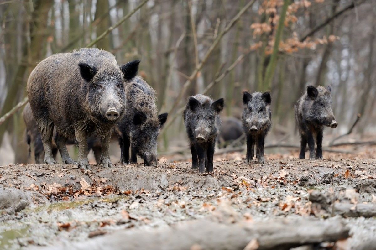 Wild pigs in forest