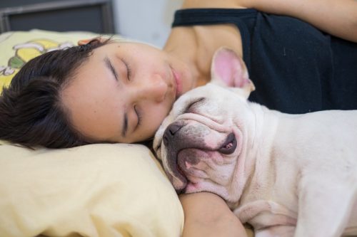 woman sleeping with french bulldog photos of snoozing dogs