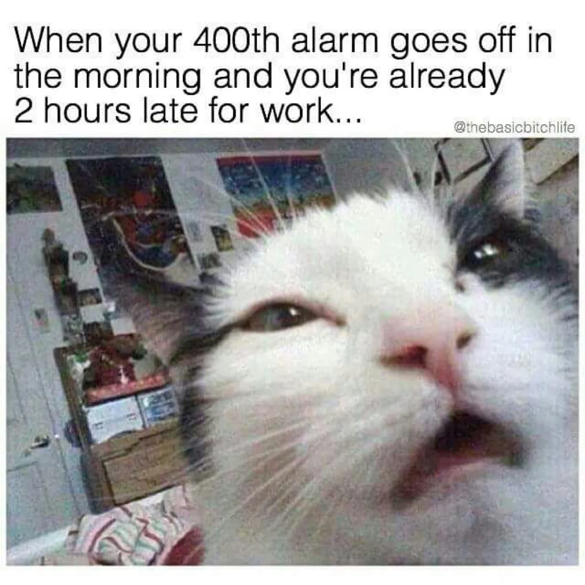 cat late for work - funny work memes 