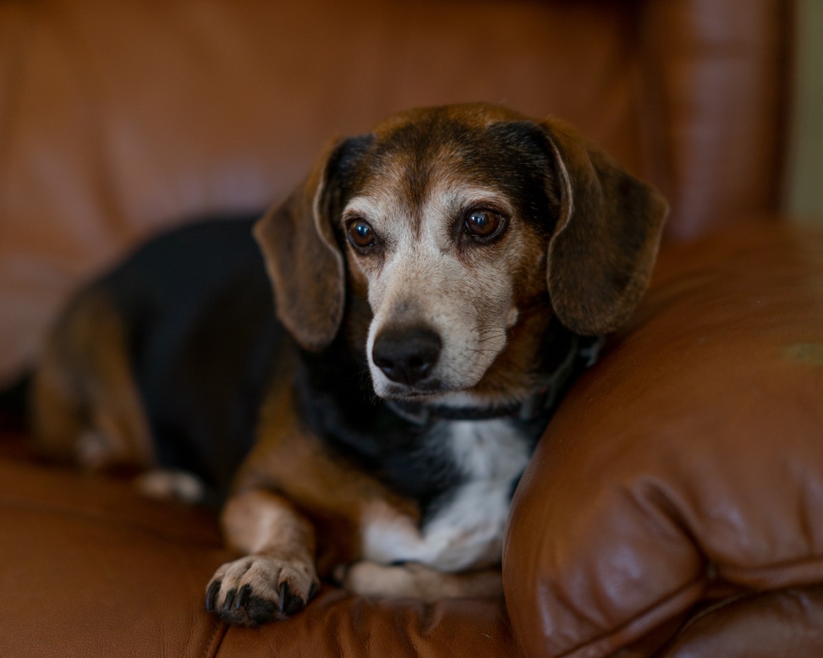 Beagle and a Dachshund